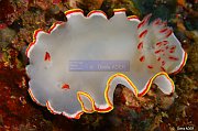 Mollusques - Molluscs